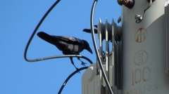 Corvus macrorhynchos