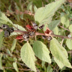 Orsilochides scurrilis