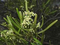 Geijera linearifolia