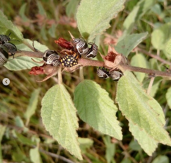 Orsilochides scurrilis