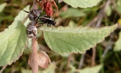 Orsilochides scurrilis