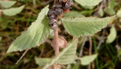 Orsilochides scurrilis