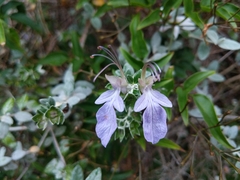 Teucrium fruticans