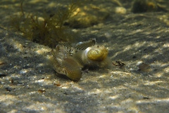 Favonigobius lateralis