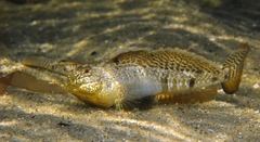 Favonigobius lateralis