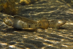 Favonigobius lateralis
