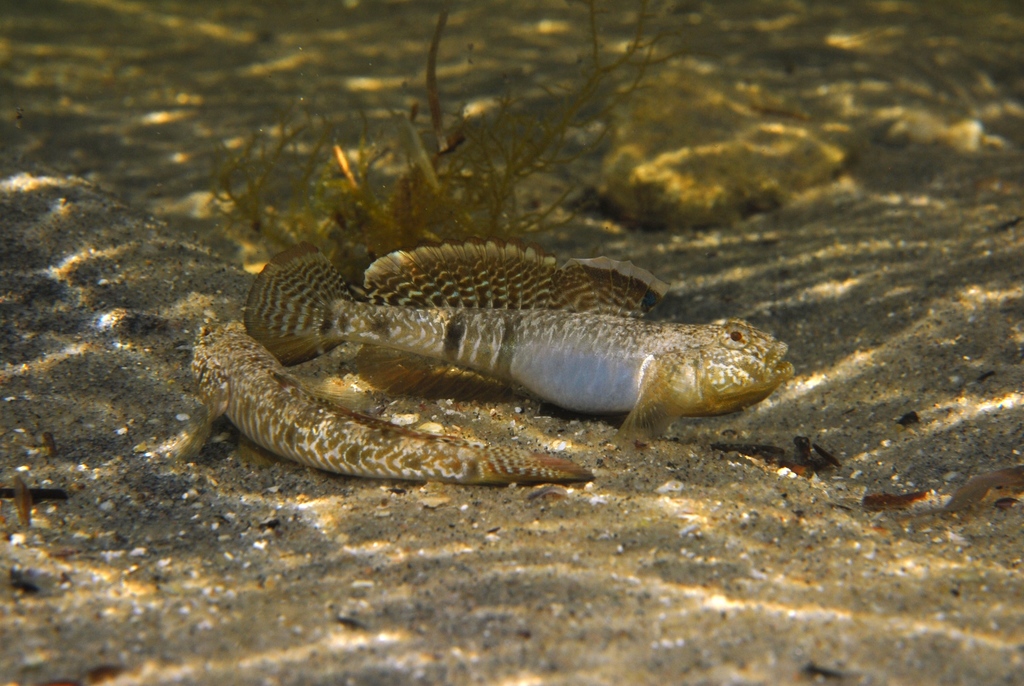 Longfinned goby (Favonigobius lateralis) — Gobiidae