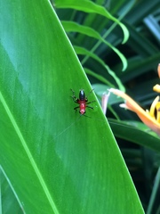 Conocephalus melaenus