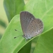 Lesser Grass Blue - Photo (c) big-simonchan, some rights reserved (CC BY-NC), uploaded by big-simonchan