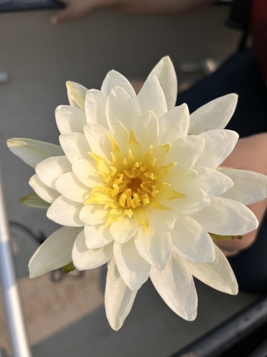 American white waterlily