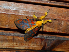 Mpanjaka gentilis