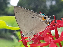 Tajuria cippus maxentius