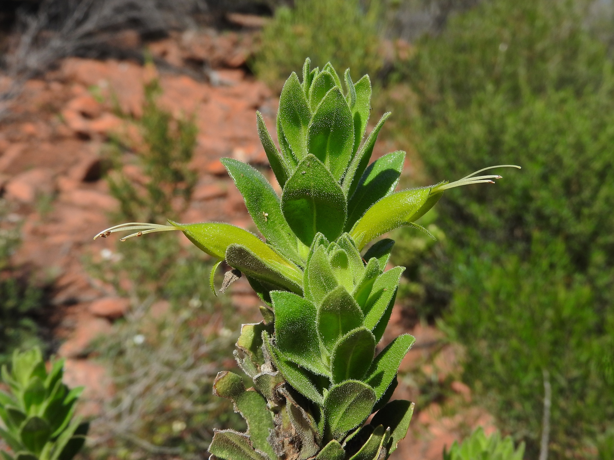 Eremophila subfloccosa