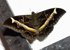 Cyligramma disturbans