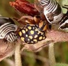 Orsilochides scurrilis