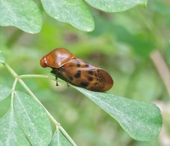 Homalostethus tabulatus