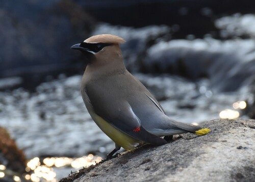 Cedar Waxwing photographed in Massachusetts