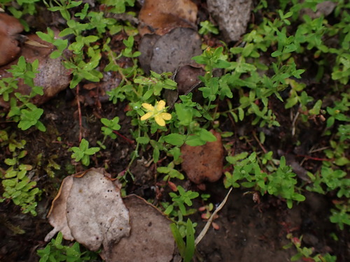 Hypericum mutilum observed 2025-07-27