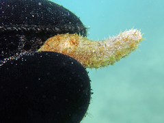 Holothuria lineata