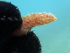 Holothuria lineata