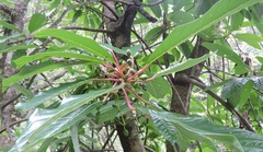 Daphniphyllum macropodum