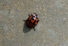 Aiolocaria hexaspilota