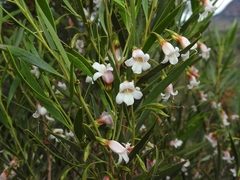 Eremophila fallax
