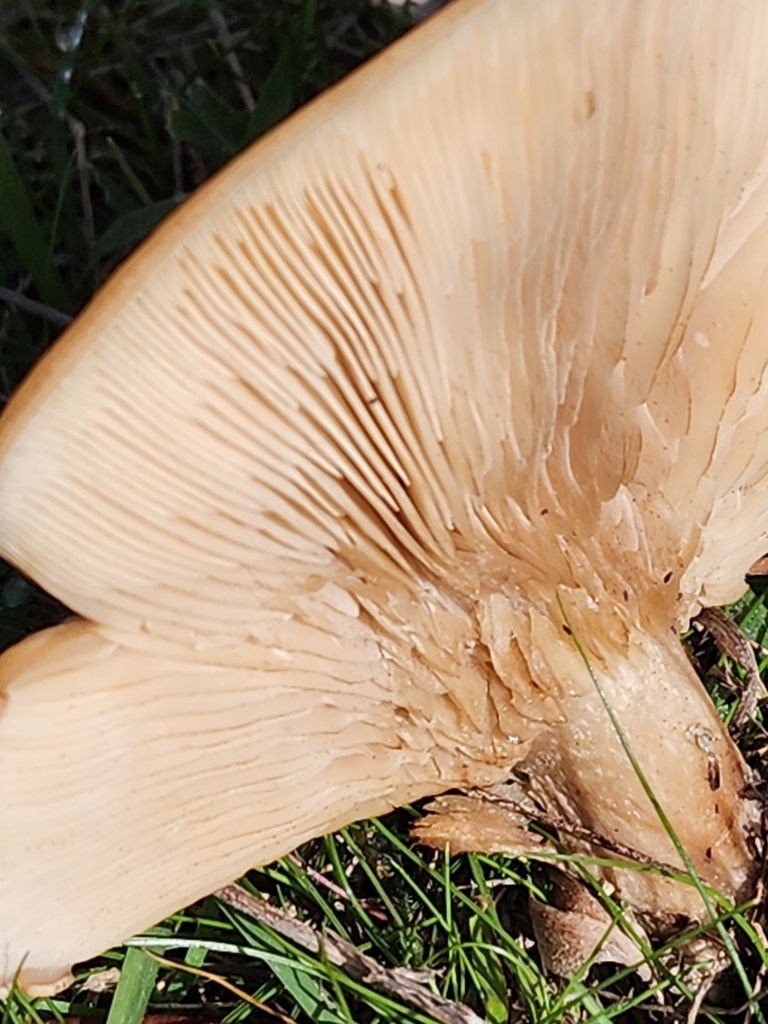 Leucopaxillus eucalyptorum
