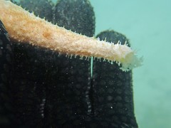 Holothuria lineata