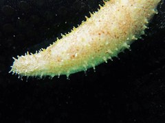 Holothuria lineata