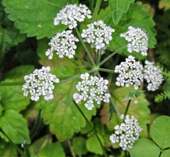 Pimpinella
