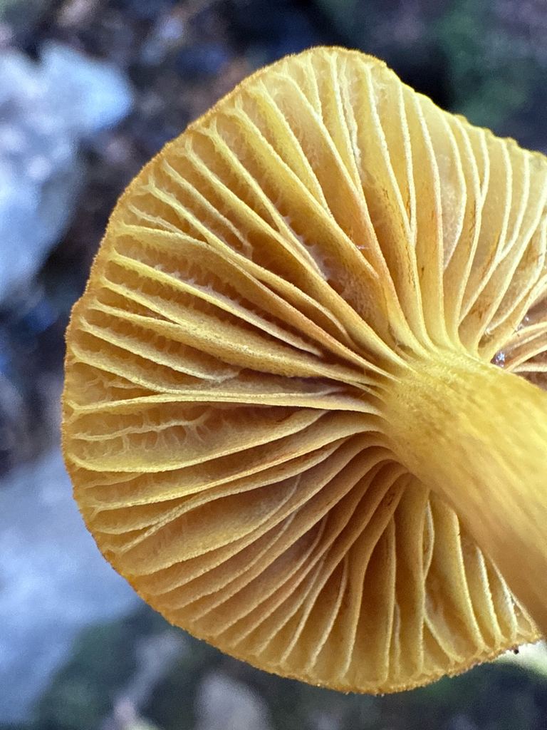 Cortinarius sp. 'Harrower88a'