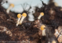 Eustilbum aureum