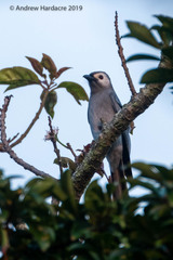 Dicrurus leucophaeus leucogenis