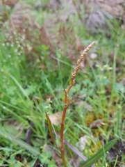 Rumex brownii