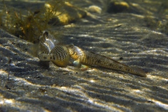 Favonigobius lateralis