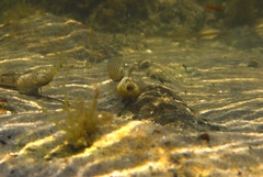 Favonigobius lateralis