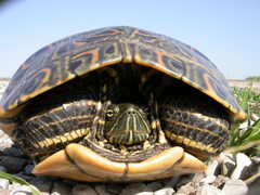 Trachemys venusta cataspila