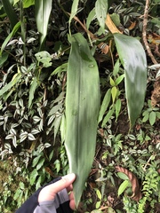 Aspidistra