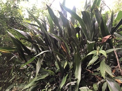 Aspidistra