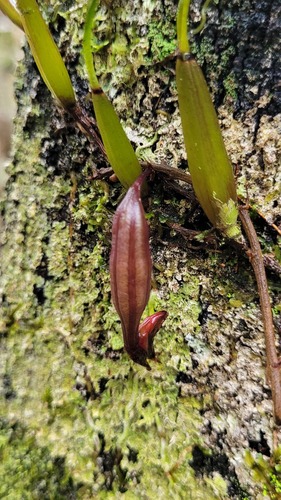 Bifrenaria venezuelana G.A.Romero & Carnevali 2