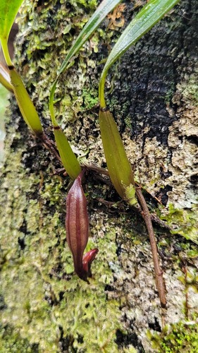Bifrenaria venezuelana G.A.Romero & Carnevali 3