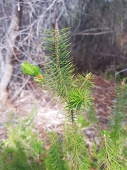Stenanthera pinifolia