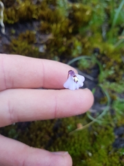 Utricularia grampiana