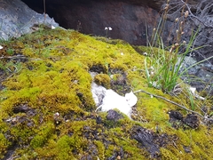 Utricularia grampiana