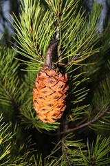 Pinus nelsonii