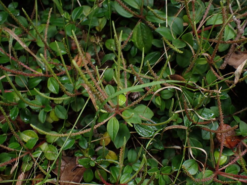 Peperomia leptostachya observed 2025-07-27