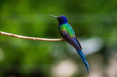 Swallow-Tailed Hummingbird photo 1