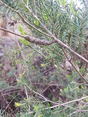 Melaleuca decussata