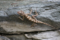 Tehuantepec Anole photo 4